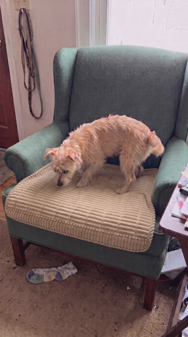 Optimal Pet couch community video 4