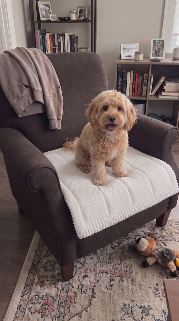 Optimal Pet couch community video 2