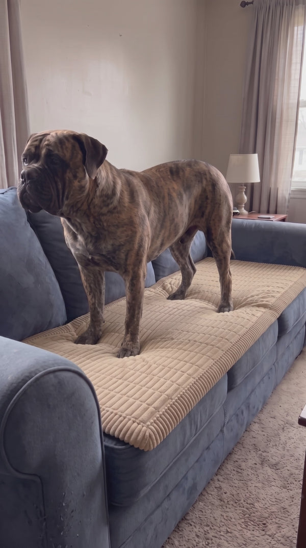 Optimal Pet couch community video 1