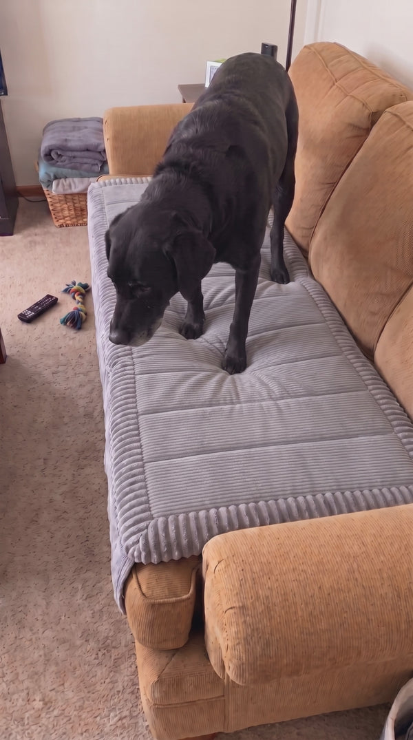 Optimal Pet couch community video 3
